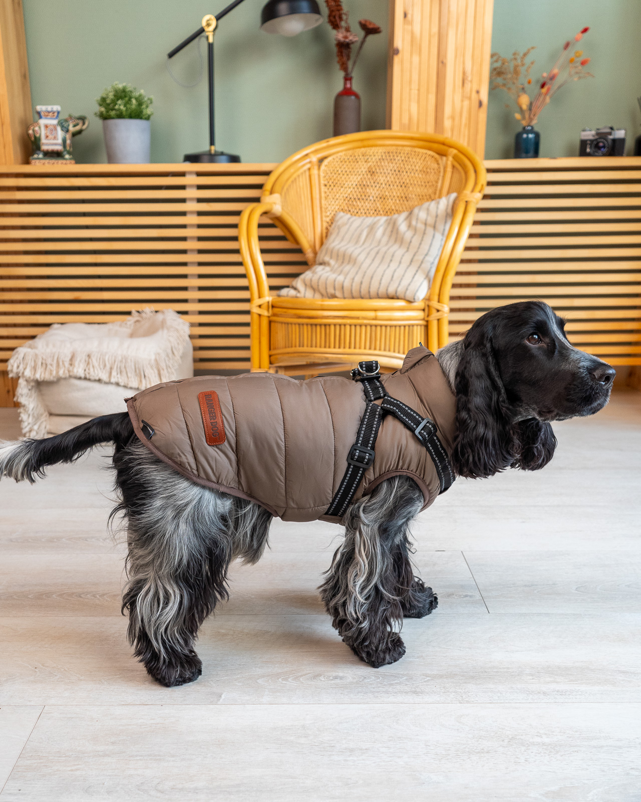 URBAN vízálló kutyakabát, hámmal