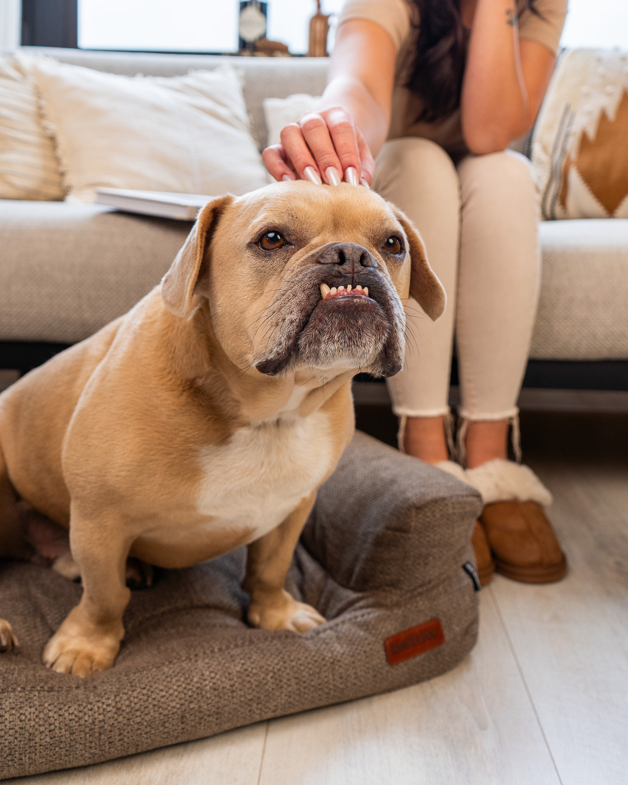 STUDIO kutyakanapé, barna