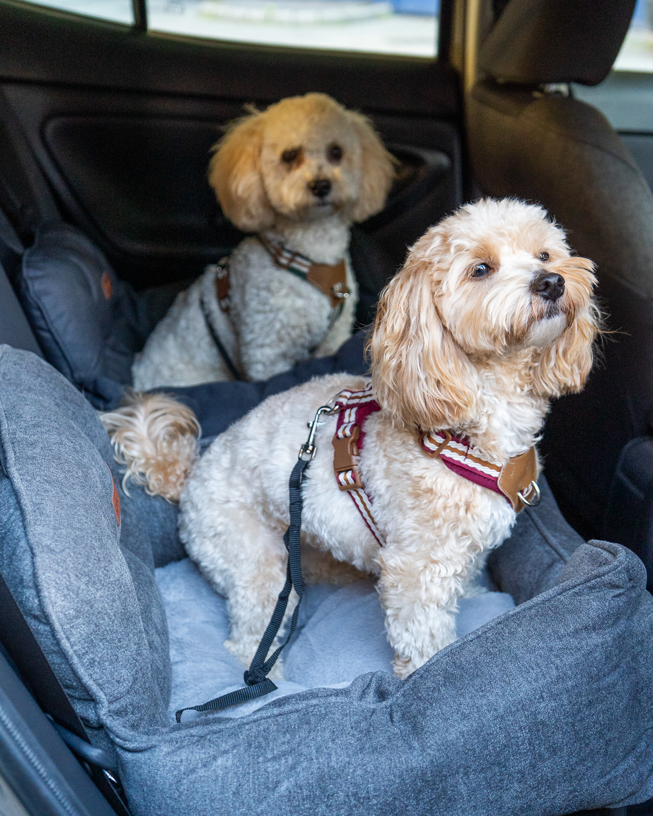 JACKSON SOFT kutya autósülés