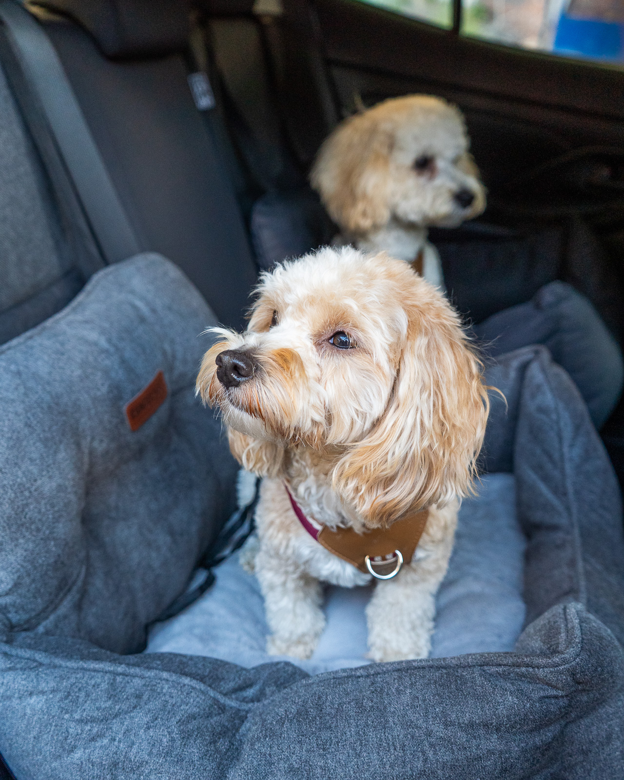 JACKSON SOFT kutya autósülés