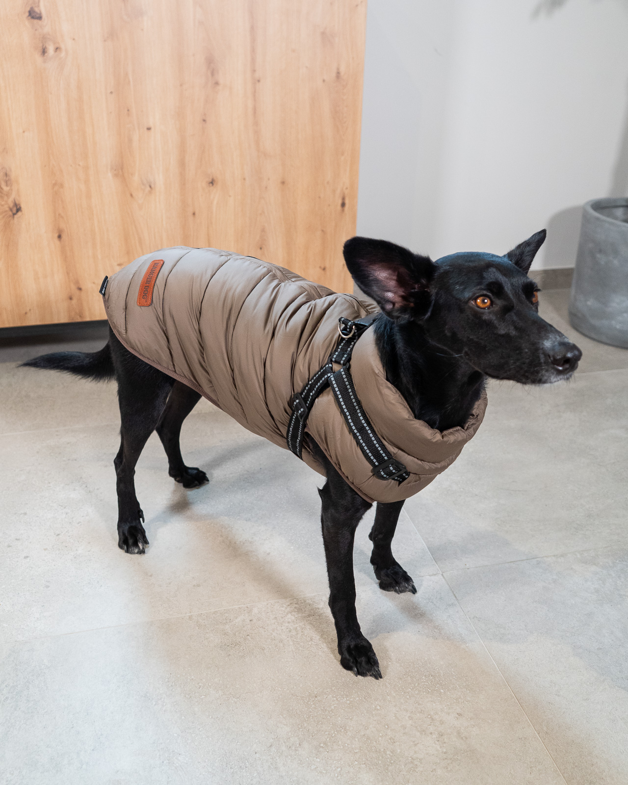 URBAN vízálló kutyakabát, hámmal