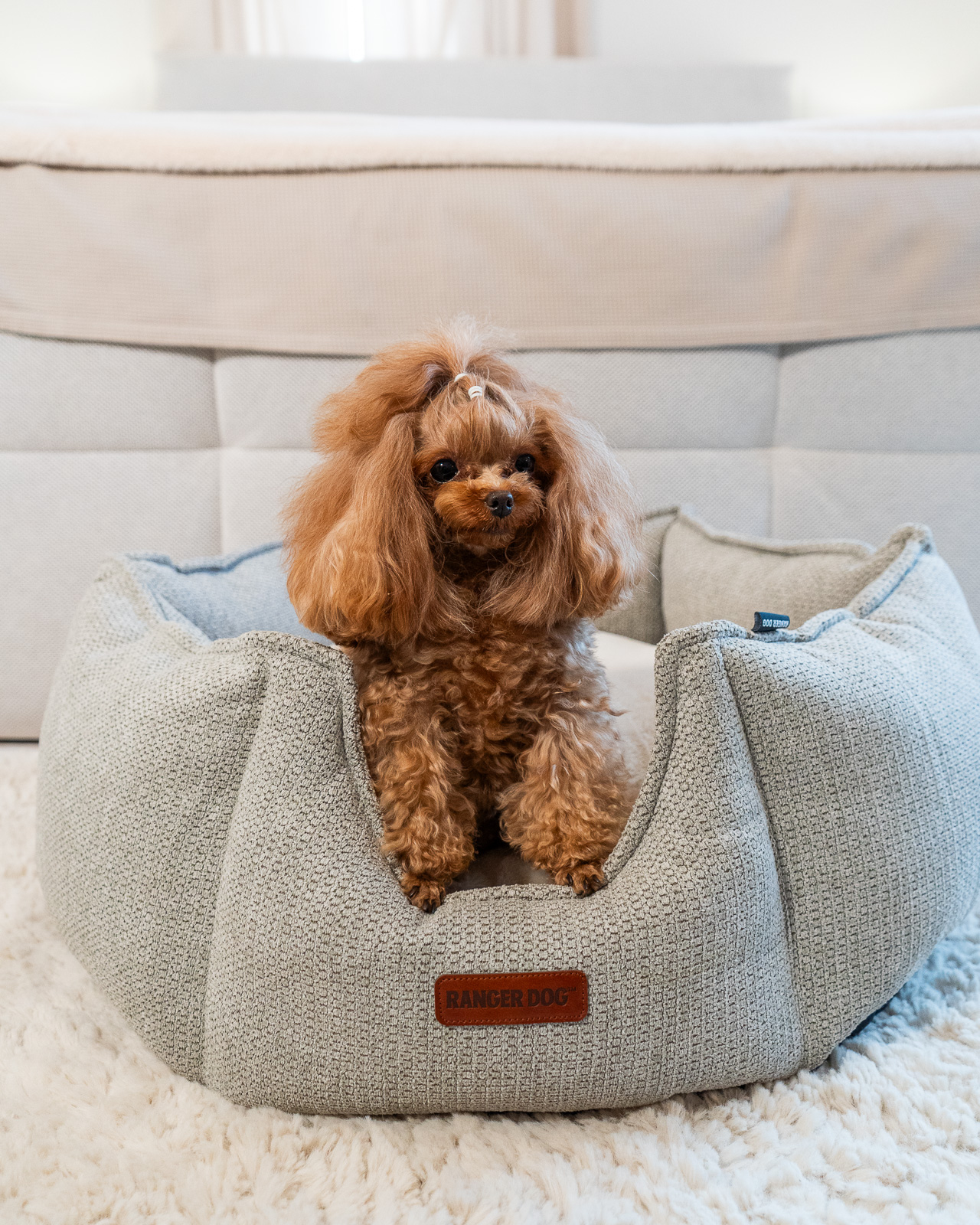 CHLOÉ kagyló formájú kutyaágy