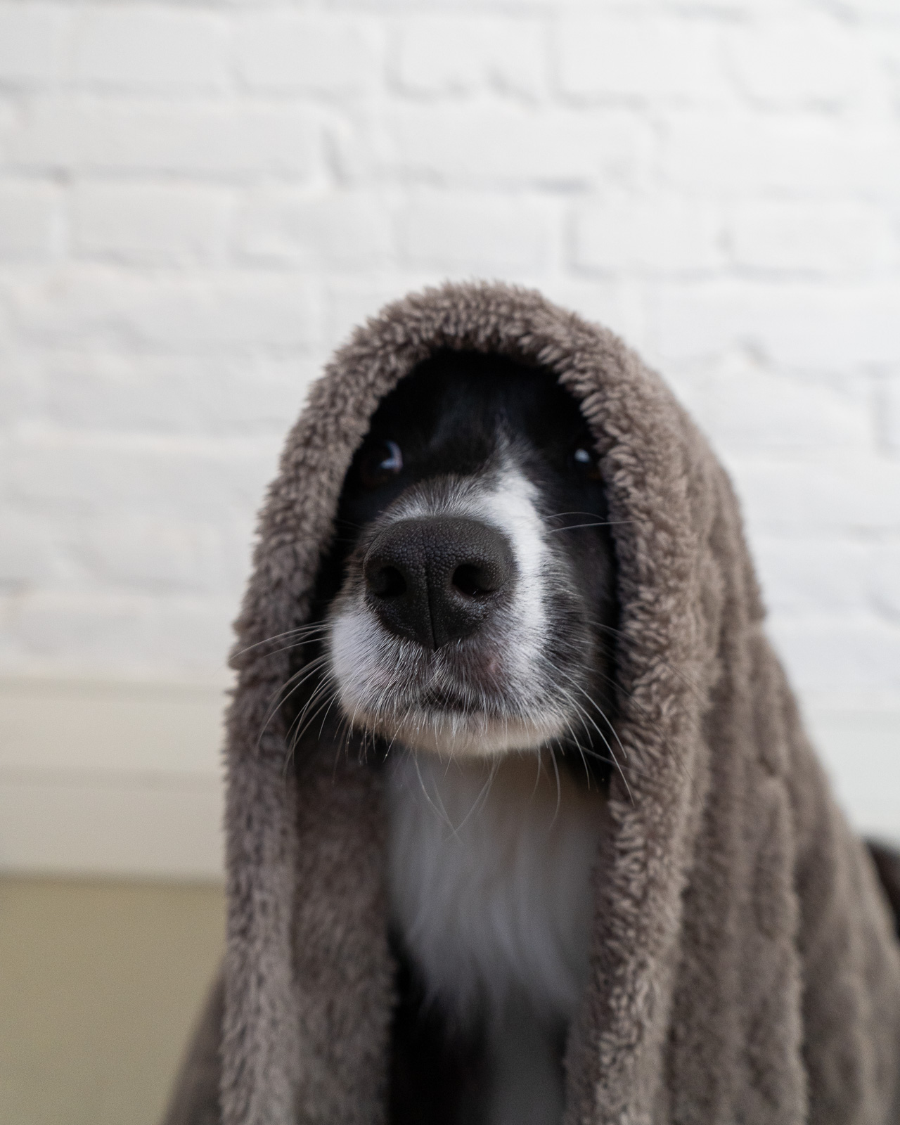 MOONLIGHT pihe-puha kutyatakaró, szürke