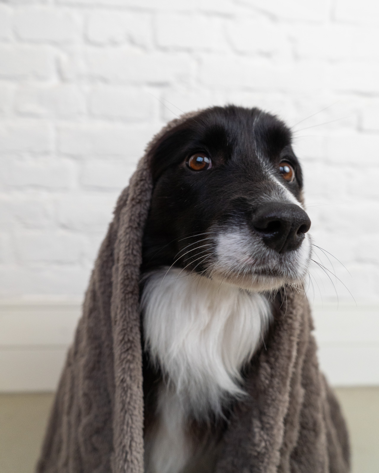 MOONLIGHT pihe-puha kutyatakaró, szürke