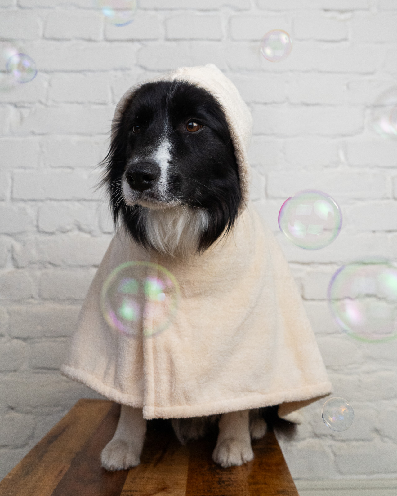 SPLASH kutya fürdőköpeny