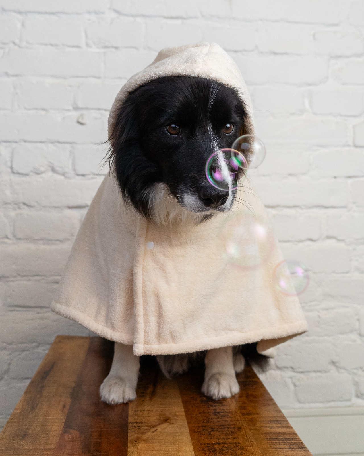 SPLASH kutya fürdőköpeny