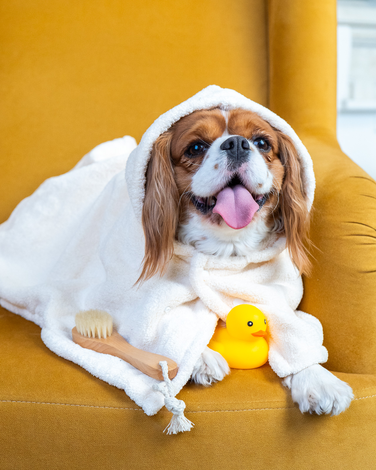 SPLASH kutya fürdőköpeny